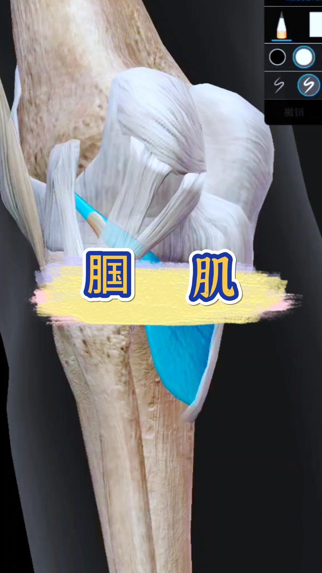 包含刘诚宇9日晚训练仍单练，是大腿后侧肌肉群受伤的词条